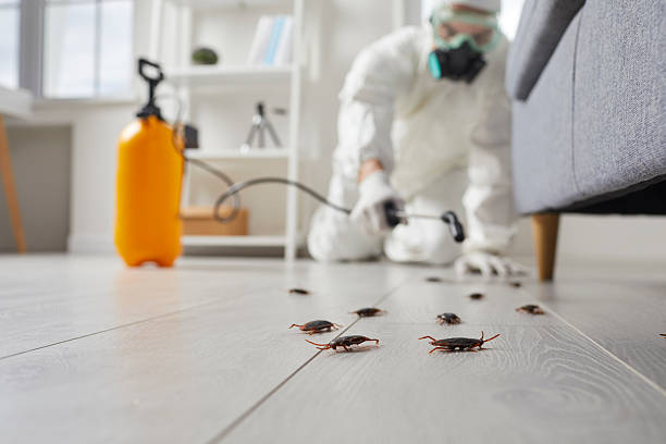 Commercial Rodent Management in Morenci